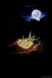 Title: The Moonlight Nudibranch 
ID: Chromodoris kuniei ... by Mr Chai 